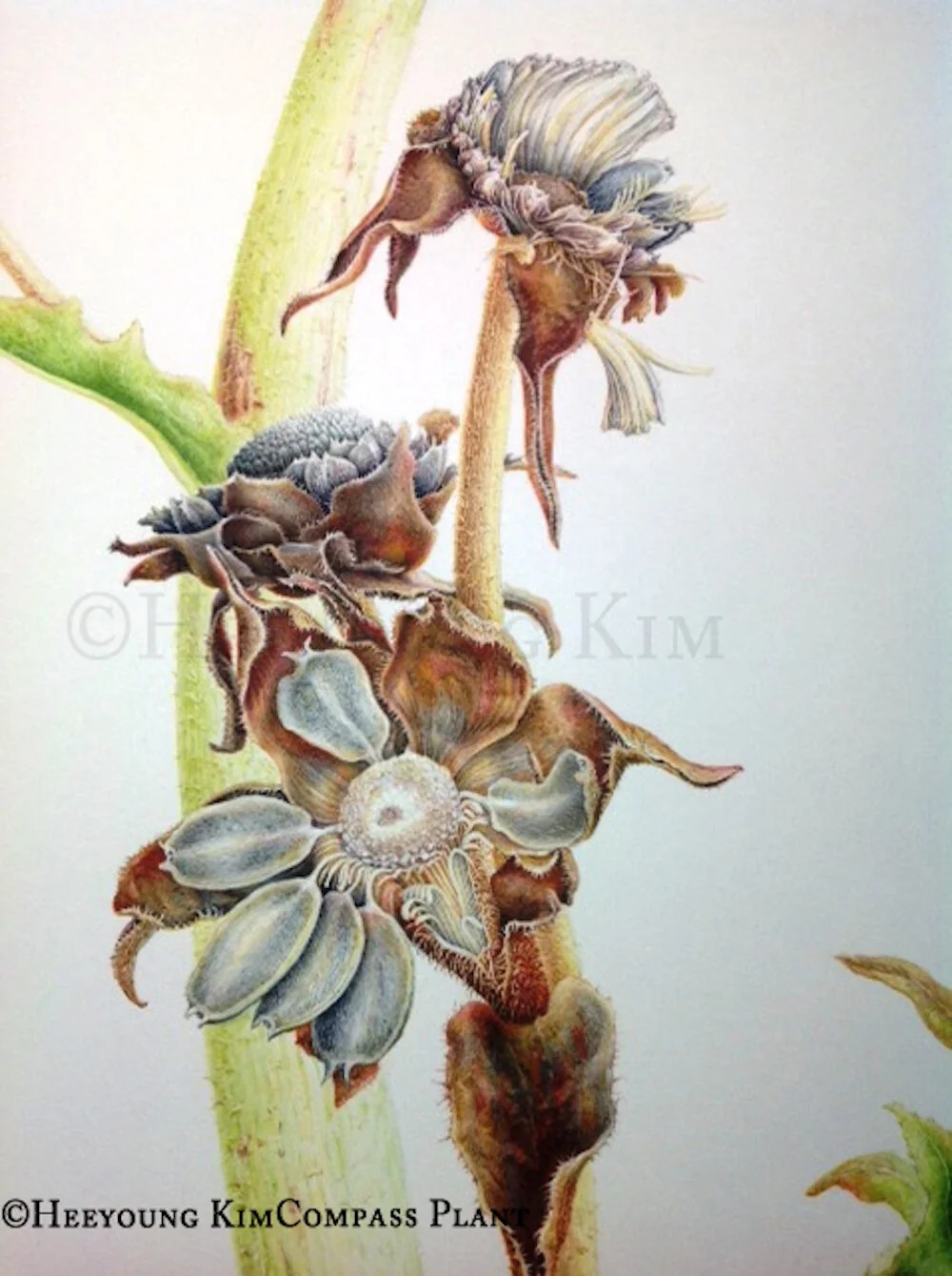 Miread M. Platt 水彩画 ジャングル植物 Miread M. Platt 水彩画 ジャングル植物
